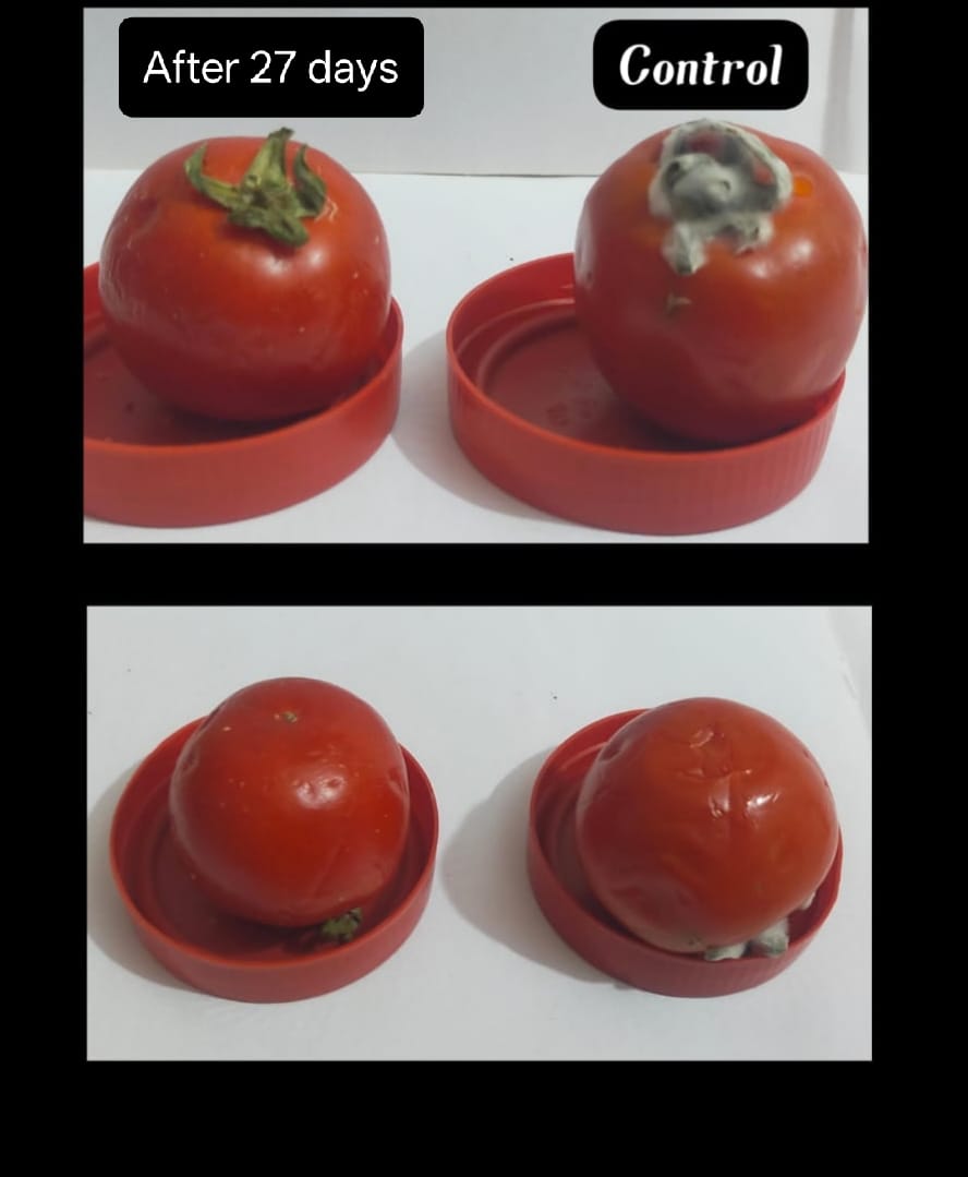 Tomato Results